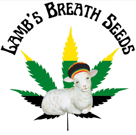 Lambs Breath Seeds